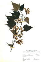 藏品(大屯尖葉槭)的圖片